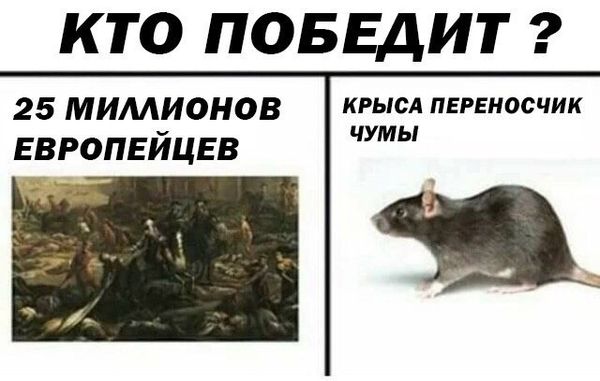Дератизация от грызунов от крыс и мышей в Подольске