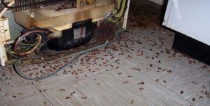 Поморить тараканов в квартире в Подольске, цены