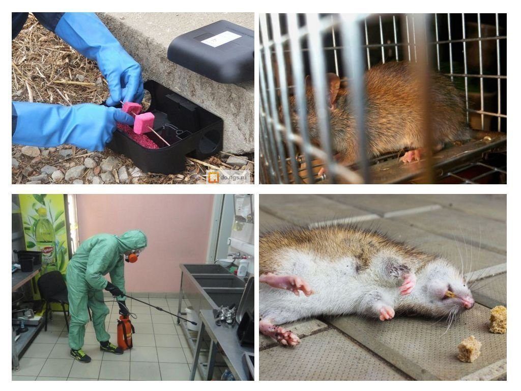 Дератизация от грызунов от крыс и мышей в Подольске