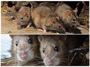Травить грызунов крыс и мышей в Подольске