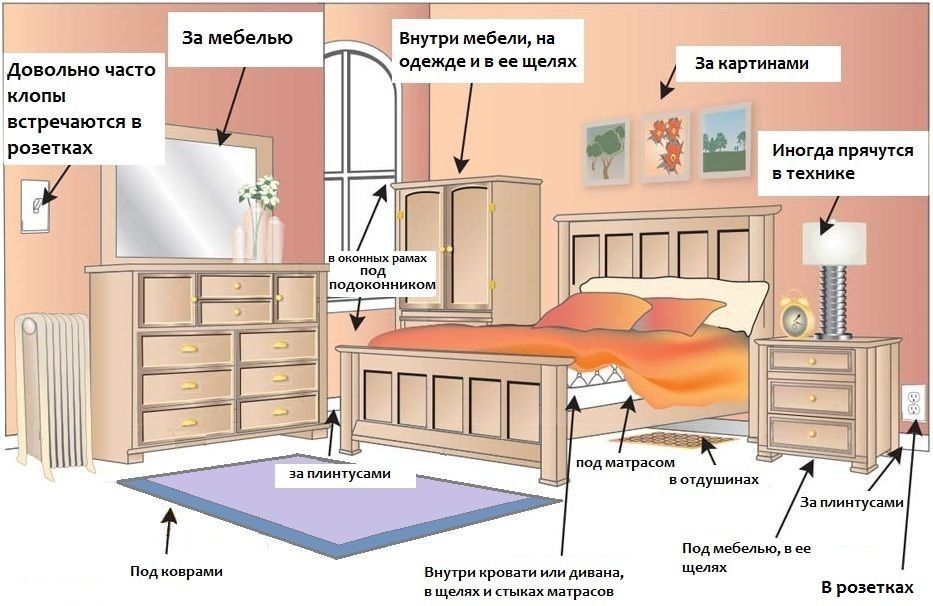 Обработка от клопов квартиры в Подольске