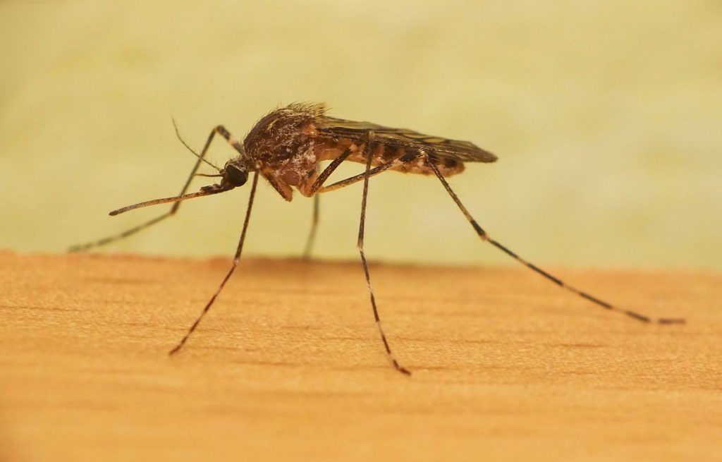 Уничтожение комаров в Подольске