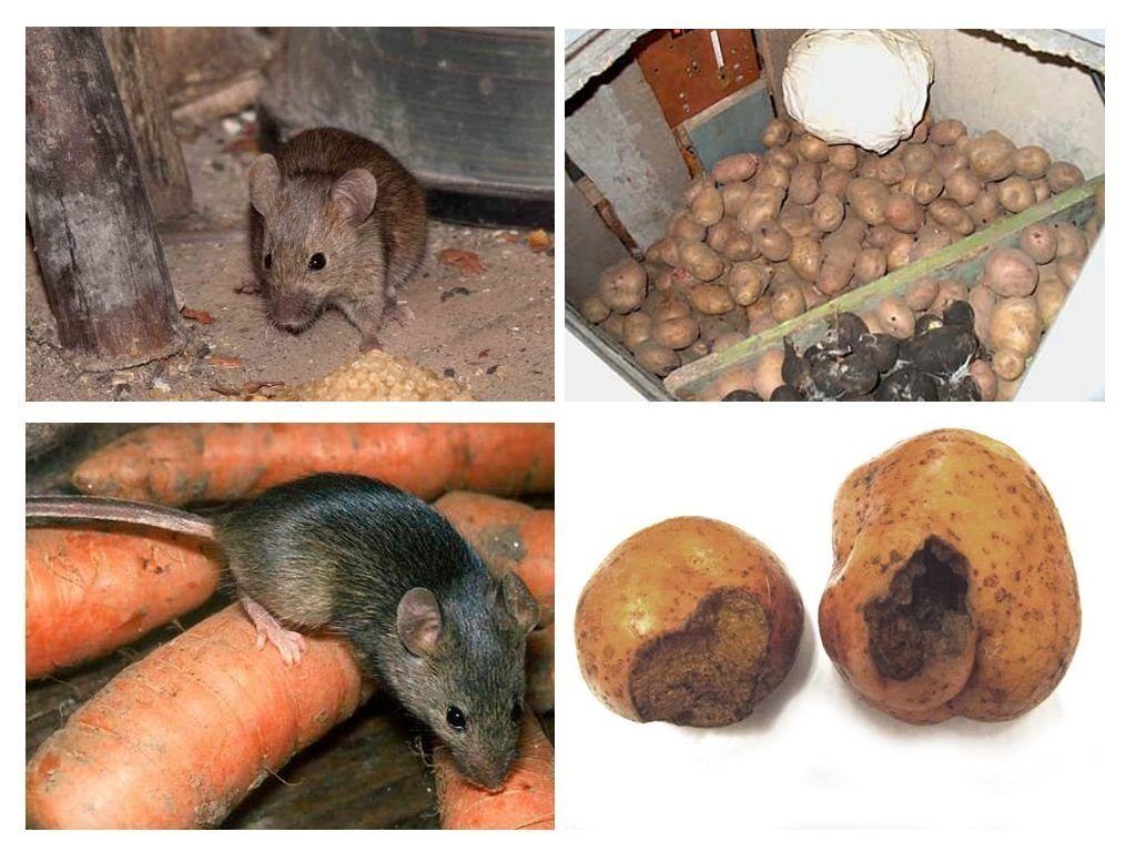Обработка от грызунов крыс и мышей в Подольске