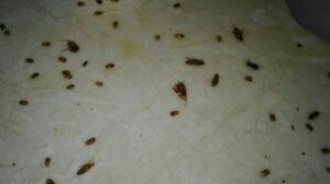 Дезинфекция от тараканов — сколько стоит обработка квартиры от тараканов в Подольске
