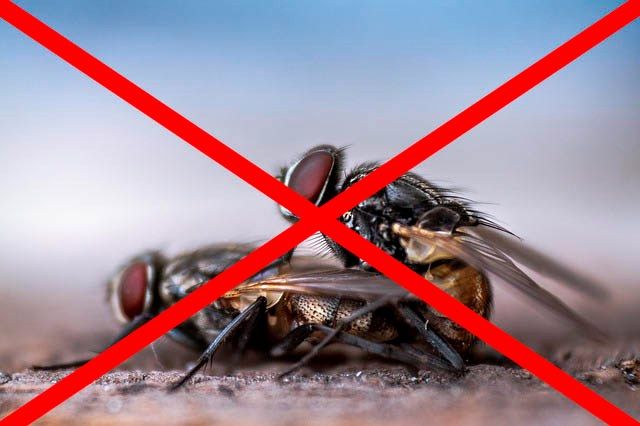Профессиональное уничтожение мух в Подольске с гарантией