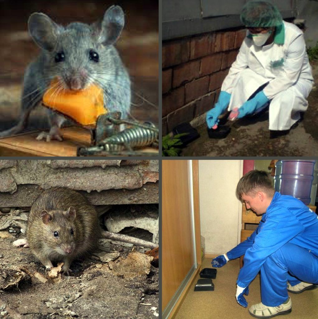 Дезинфекция от грызунов, крыс и мышей в Подольске