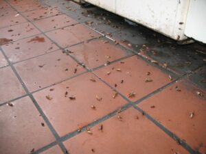 Уничтожение тараканов в Подольске. Цена