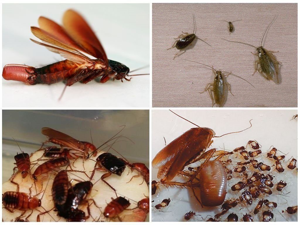 Уничтожение тараканов в квартире в Подольске 