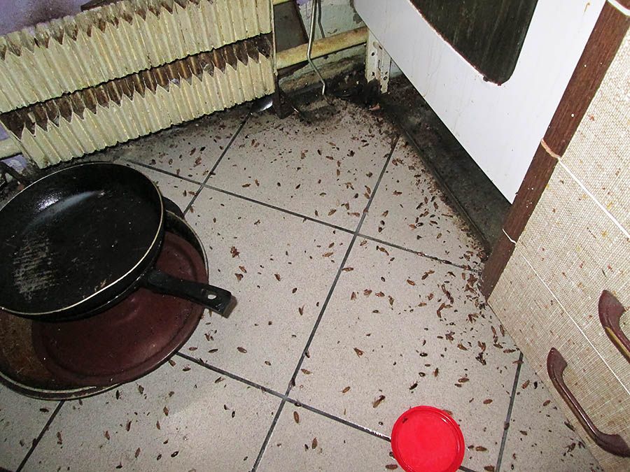 Санэпидемстанция от тараканов в Подольске, вызвать, цены